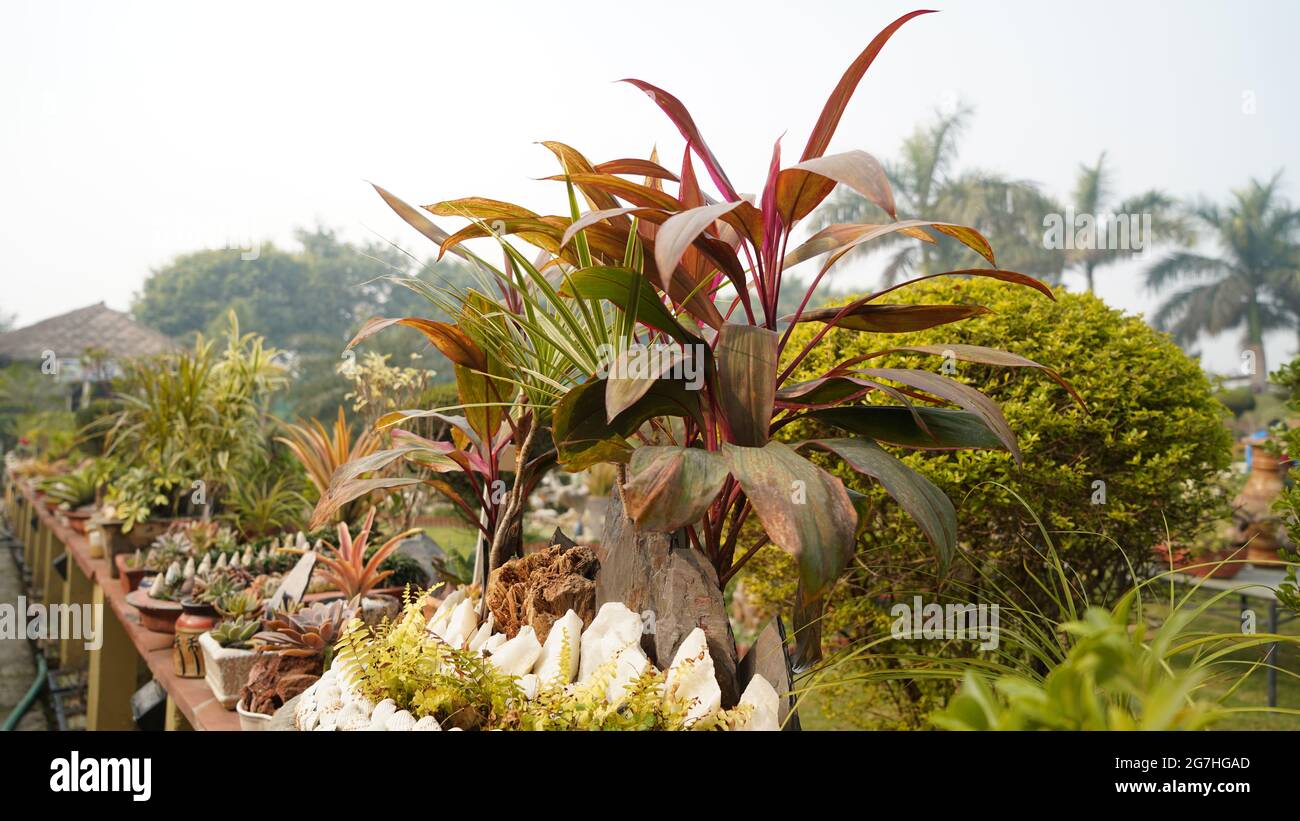 Beautiful nursery flower pots and plants, Oxygen plants ideas for home