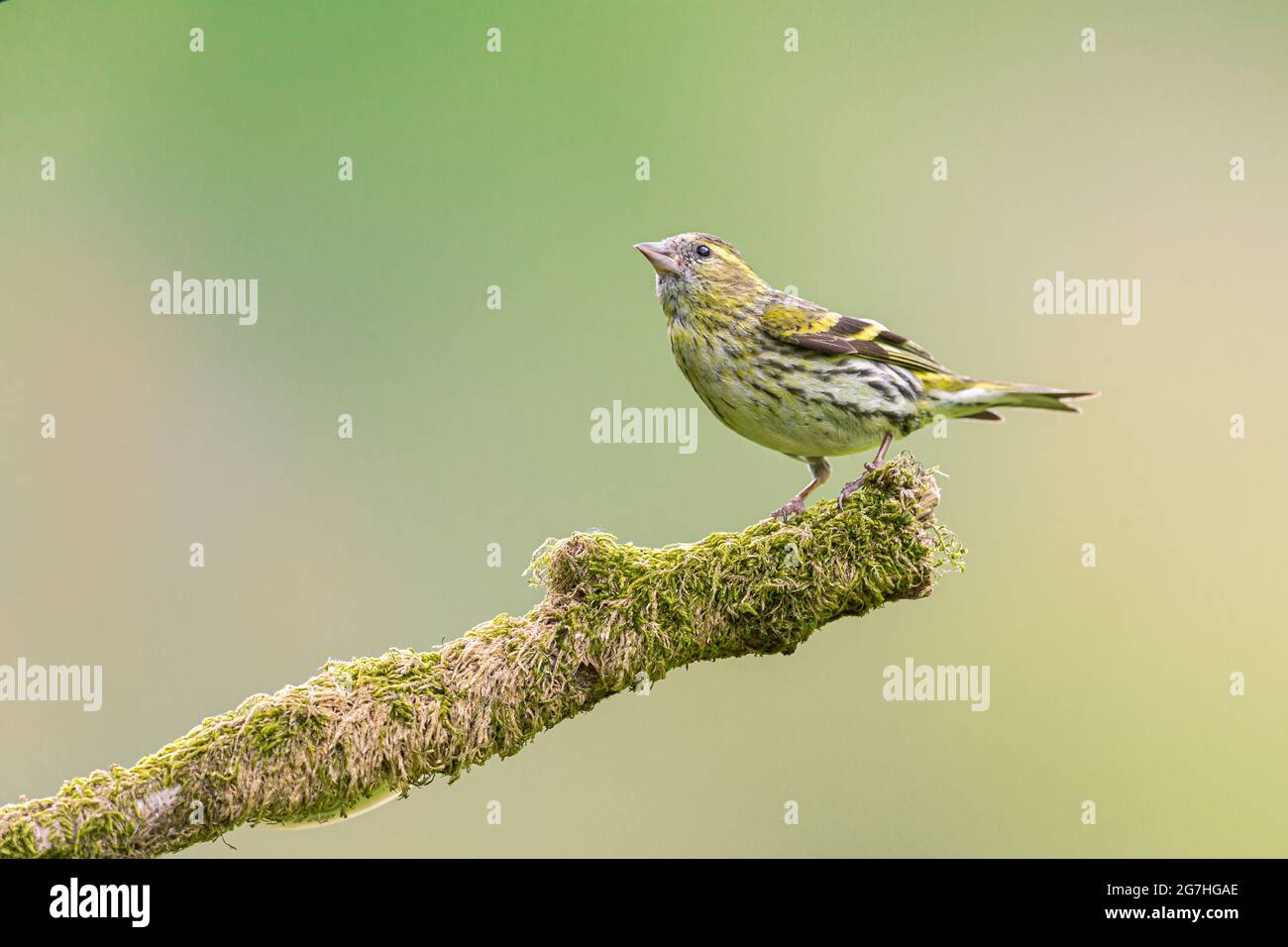 Juvenile Goldfinch perched on a branch. Stock Photo