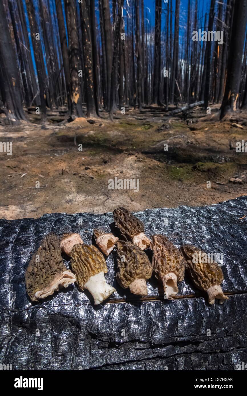 Picking burn morel mushrooms, Morchella sp., a year after the 2012 Table Mountain Fire, Table Mountain, Okanogan-Wenatchee National Forest, Washington Stock Photo