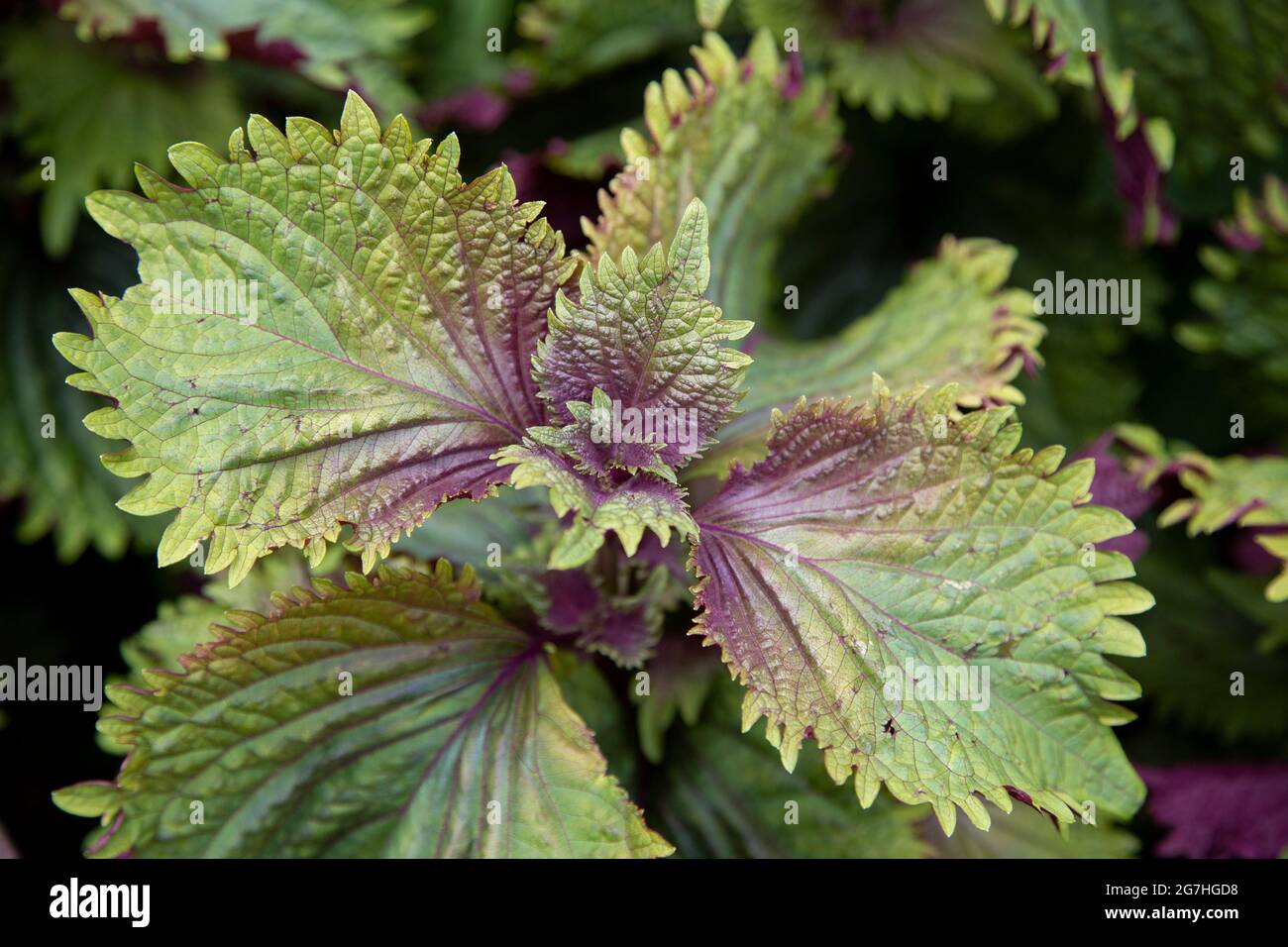 Perilla frutescens var. crispa, also known by its Japanese name shiso, is a herb in the mint family Lamiaceae. It is native to the mountainous regions Stock Photo