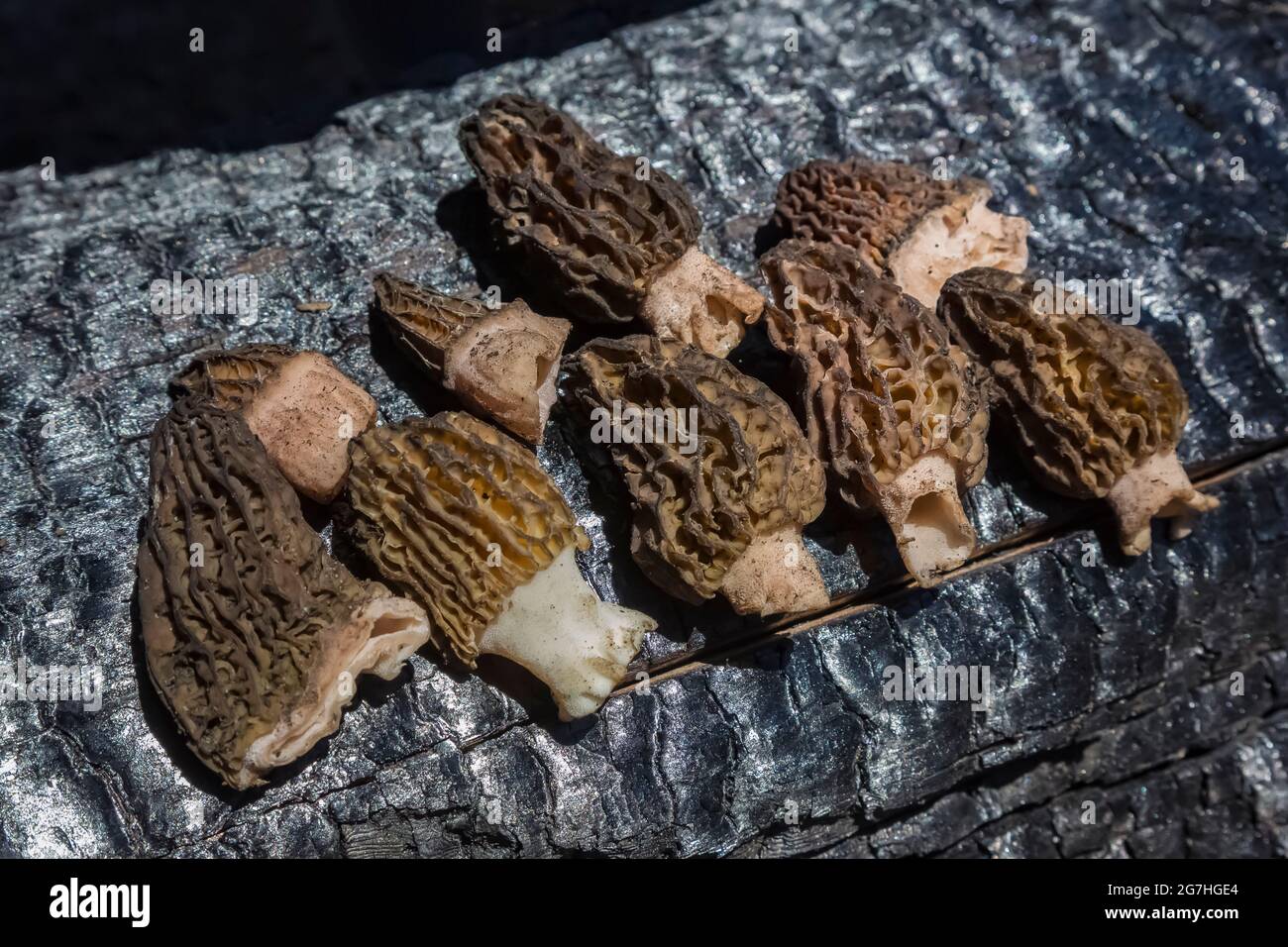 Picking burn morel mushrooms, Morchella sp., a year after the 2012 Table Mountain Fire, Table Mountain, Okanogan-Wenatchee National Forest, Washington Stock Photo