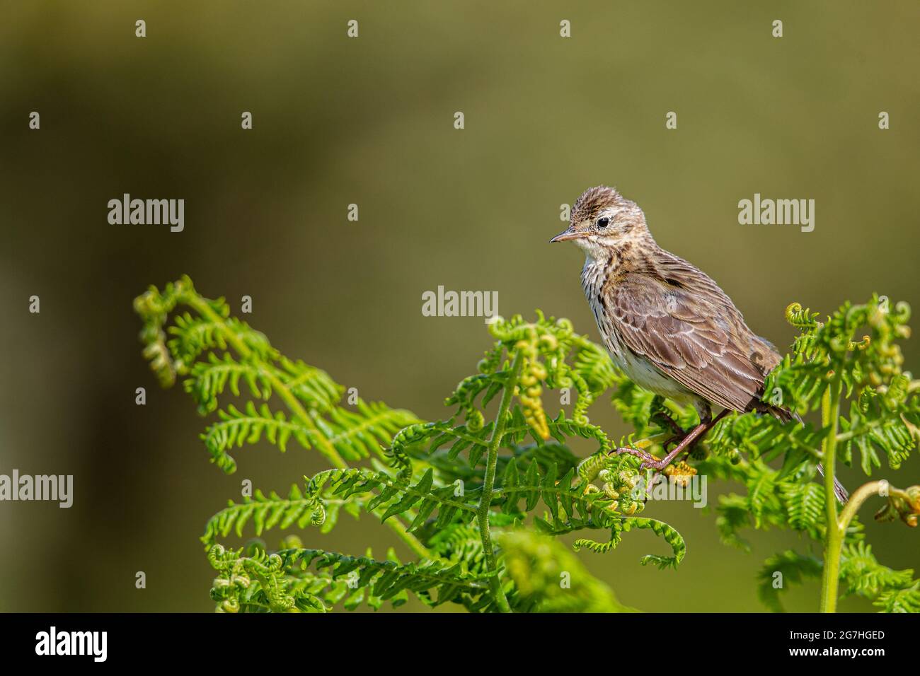 Skylark perched on bracken in Exmoor National Park Stock Photo