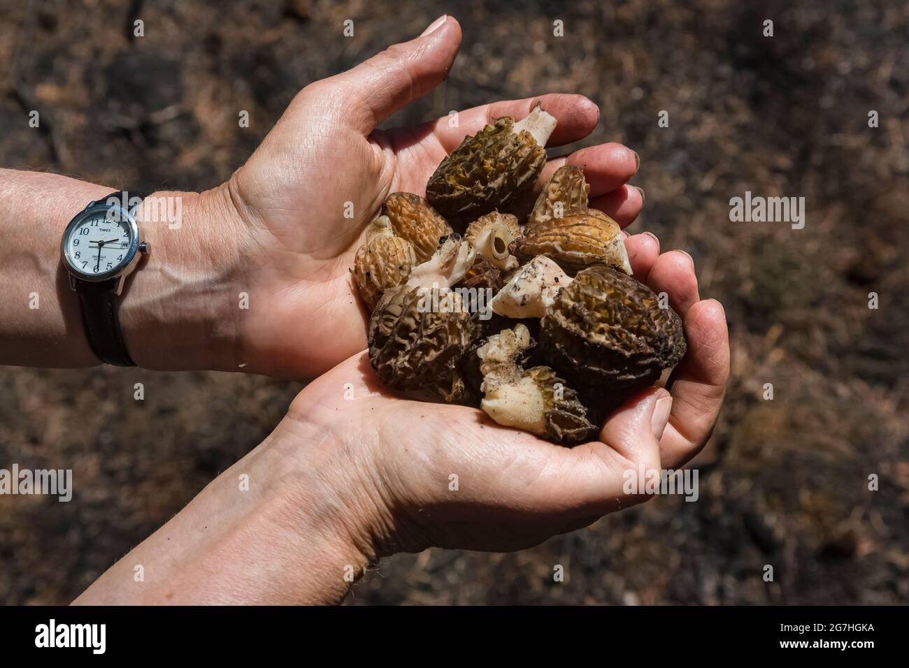 Picking burn morel mushrooms, Morchella sp., a year after the 2012 Table Mountain Fire, Table Mountain, Okanogan-Wenatchee National Forest, Washington Stock Photo