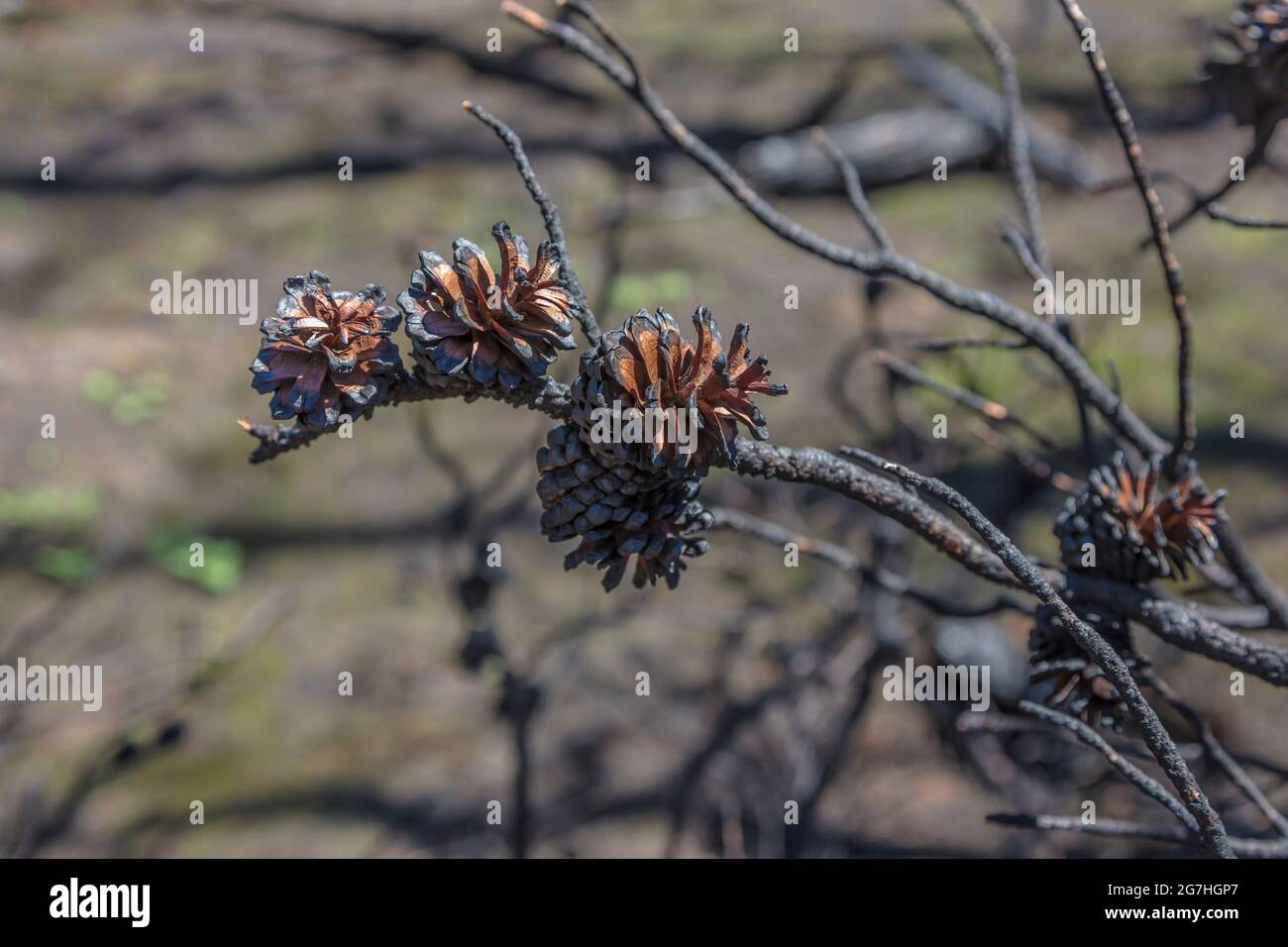 Pinus contorta burned cone hires stock photography and images Alamy