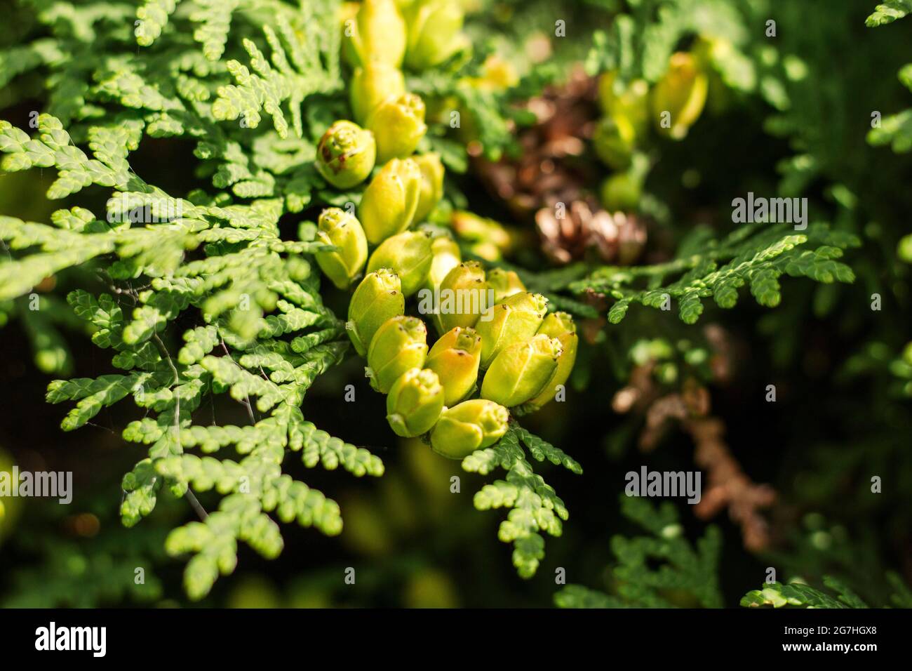 Closeup shot field green hi-res stock photography and images - Alamy