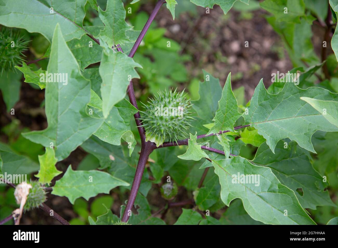Datura quercifolia, commonly known as the oak-leaved thorn-apple is a small shrub in the genus Datura first described by Alexander von Humboldt in 181 Stock Photo