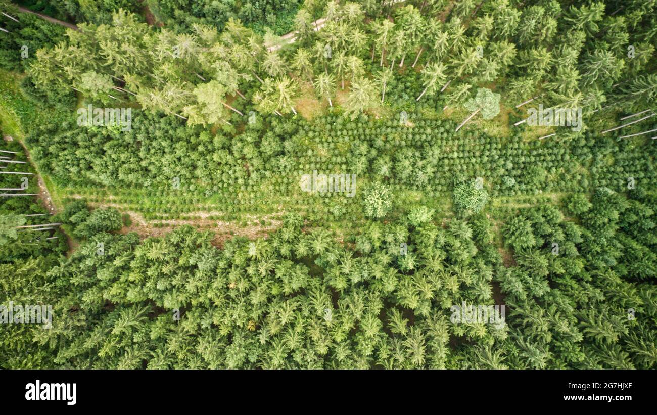 Aerial view of green dense forests on a sunny day Stock Photo - Alamy