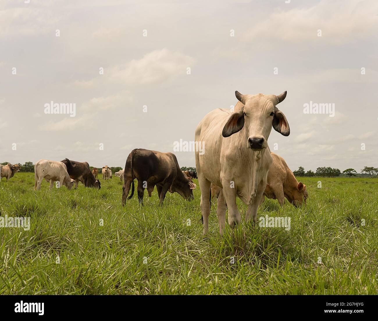 Beautiful view of cows grazing in the meadow Stock Photo - Alamy