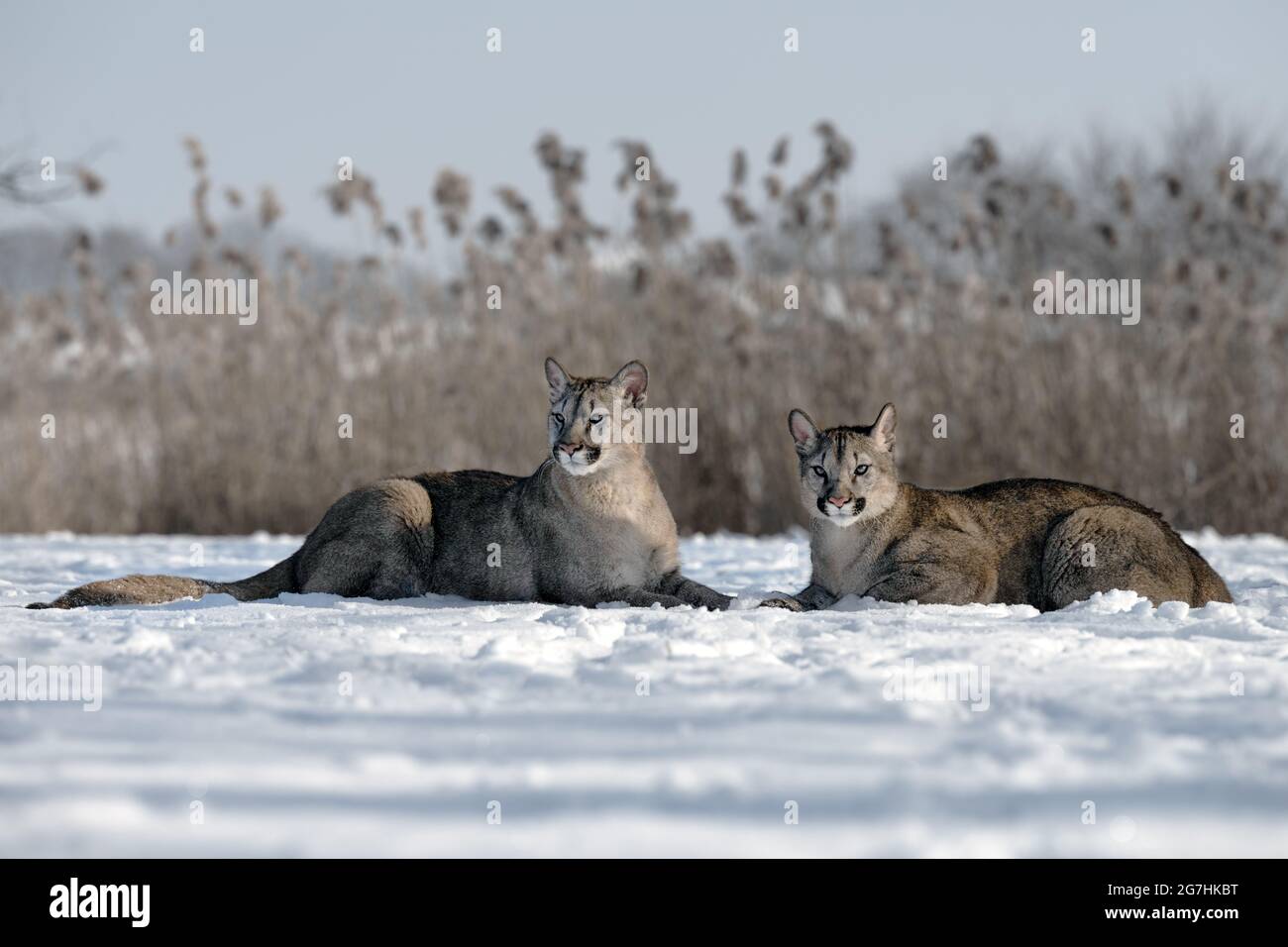 The cougars are playing in a snowy meadow. Stock Photo