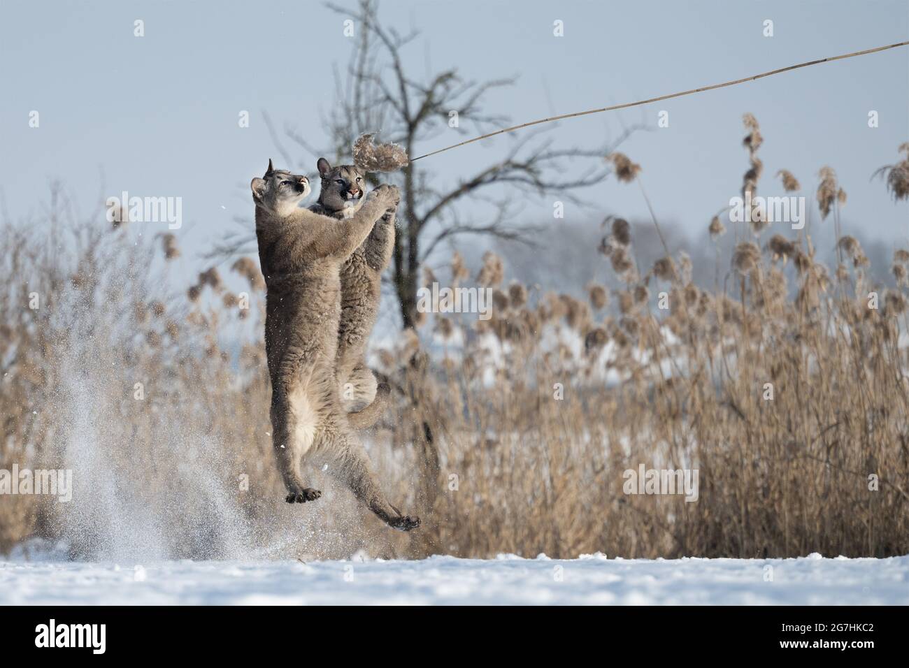 The cougars are playing in a snowy meadow. Stock Photo