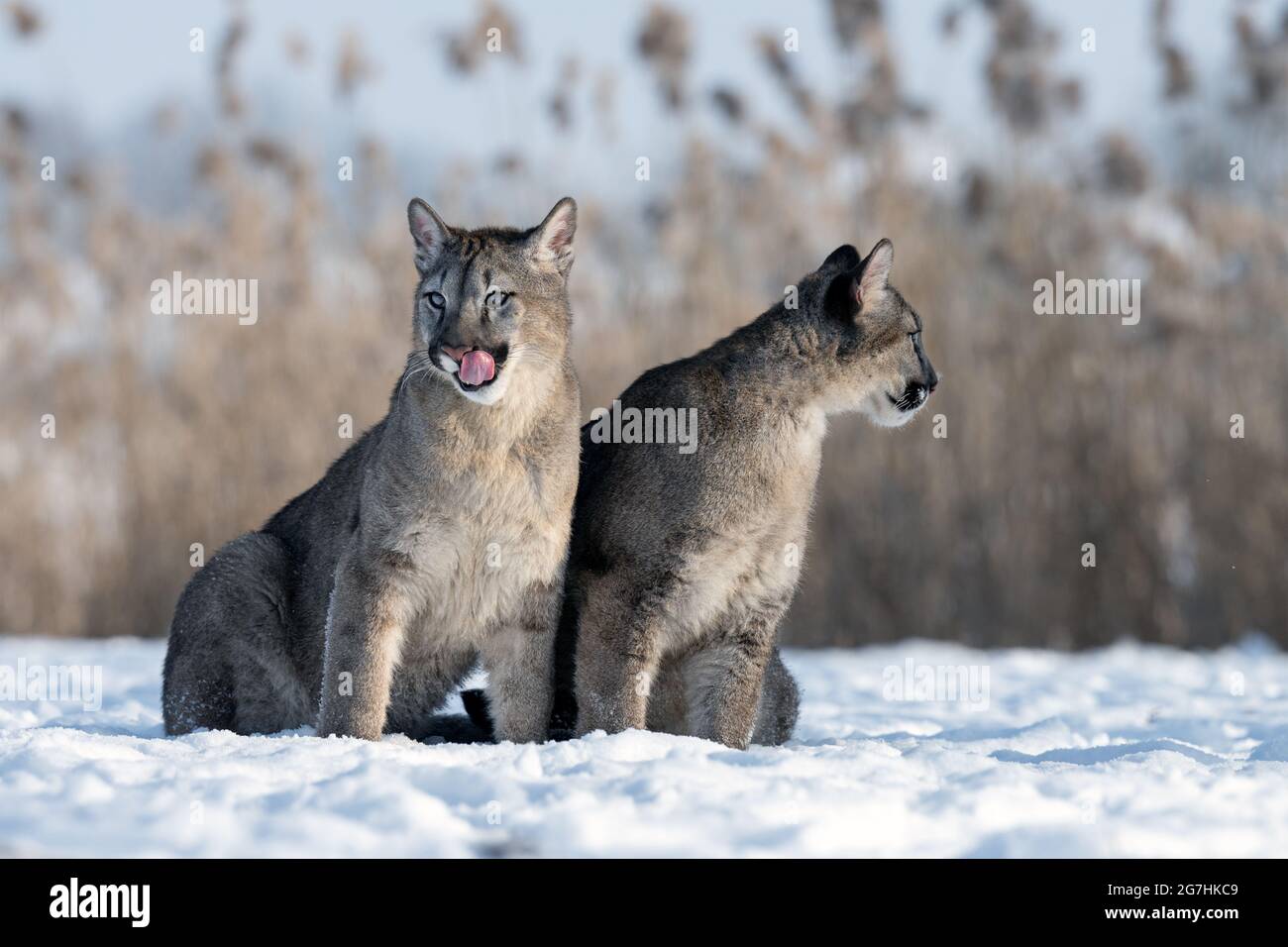 The cougars are playing in a snowy meadow. Stock Photo