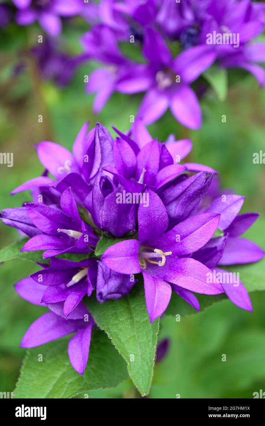 Purple Bell flowers in the garden, Purple Campanula Glomerata, Purple Bell flowers macro, Beauty in nature, macro photography, stock image Stock Photo