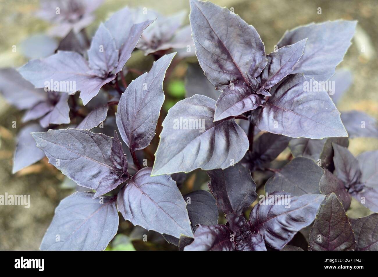 Purple Basil or Dark Opal Basil is a cultivar of sweet basil