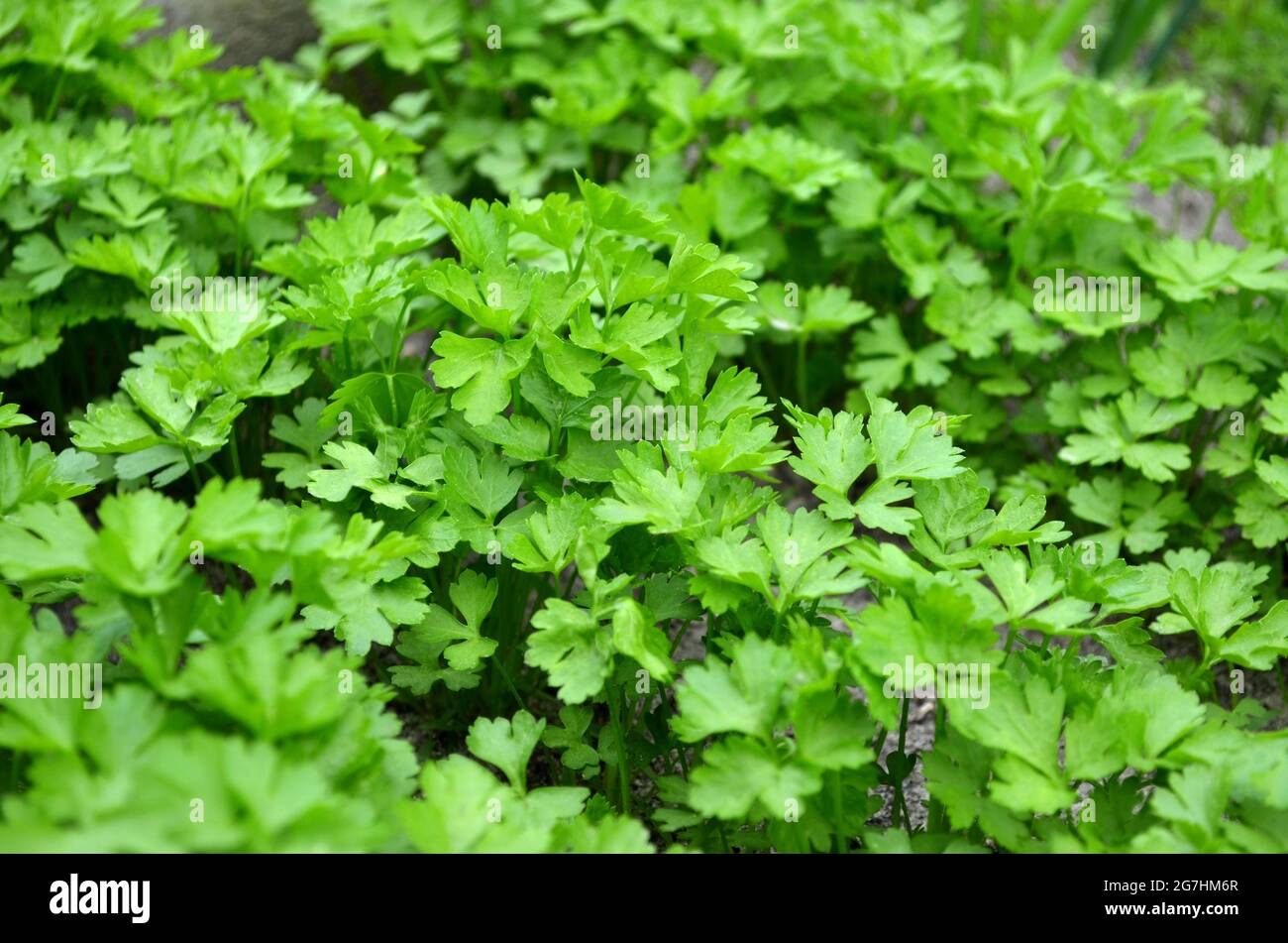 Close-up greens leaves of parsley growing in the garden, selective focus. Concept of growing your own organic food. Stock Photo