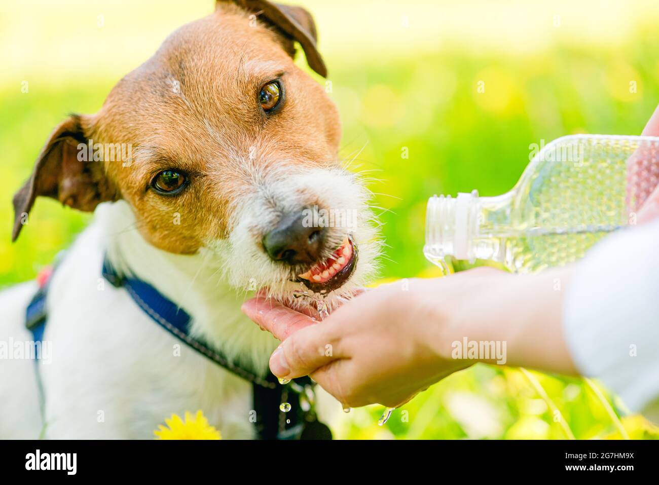 Concept of dog days of summer with thirsty and dehydrated dog drinking water from human hands Stock Photo