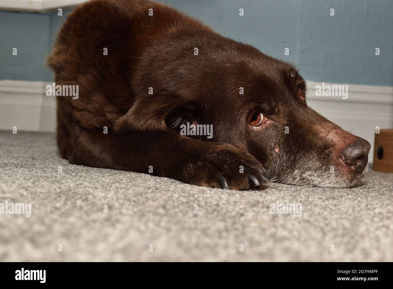 15 year old chocolate Labrador retriever with grey beard, lying down Stock Photo