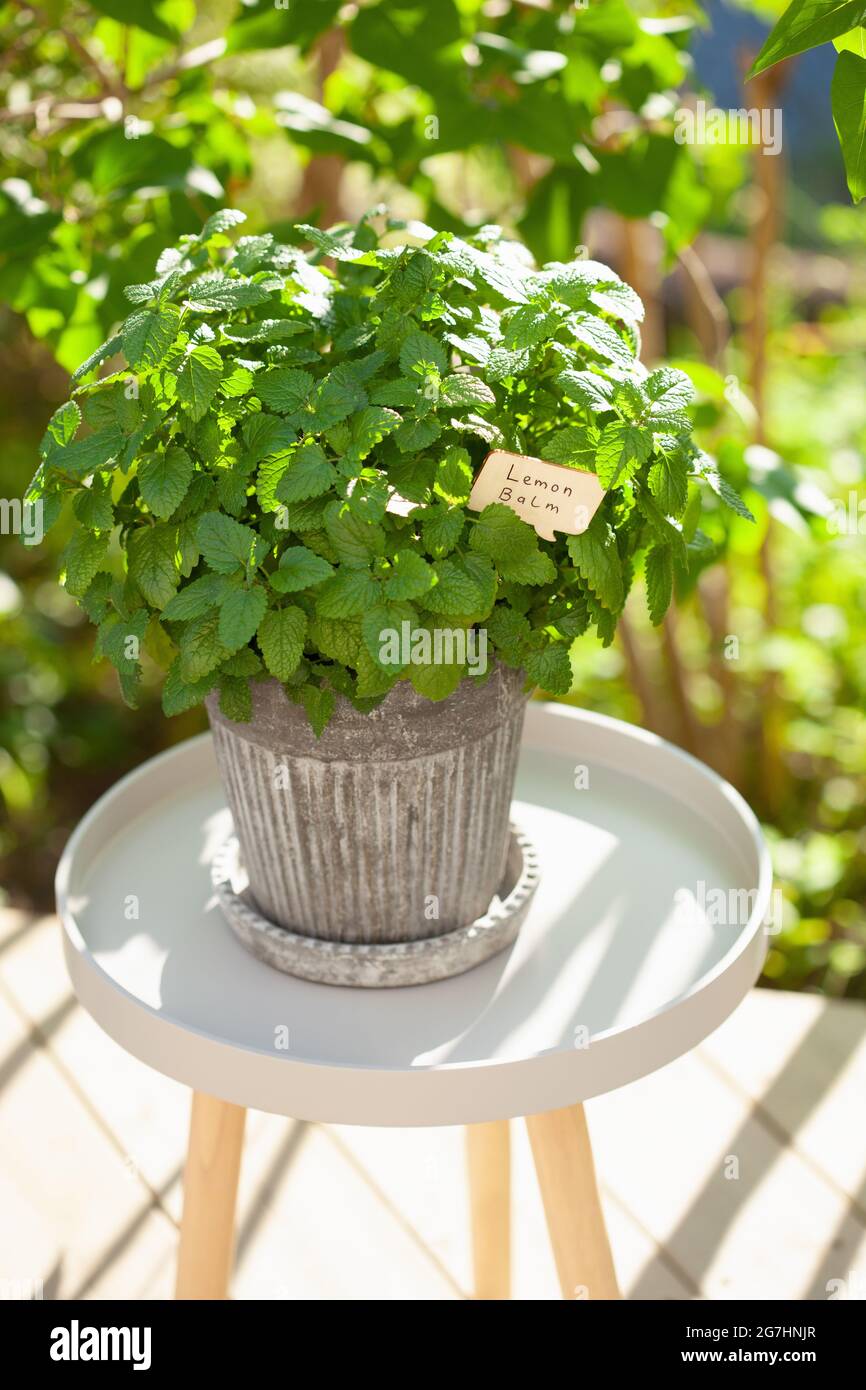 nice pot plants The Easy Care Duo | Shop Indoor Houseplants & Gifts