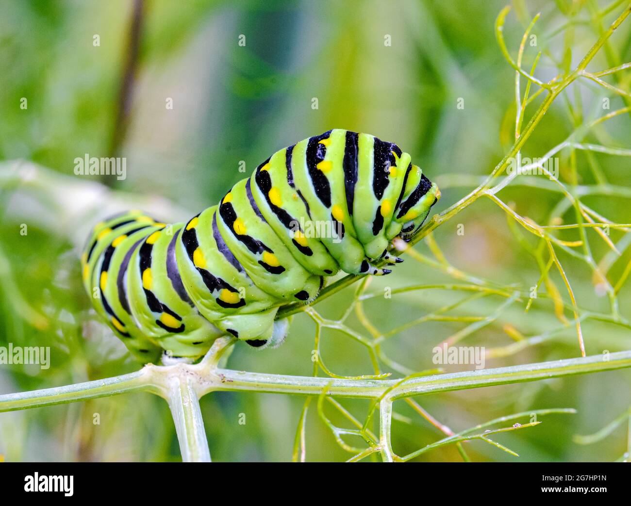 Closeup of a black swallowtail caterpillar (papilio polyxenes) feeding on fennel. Copyspace. Stock Photo