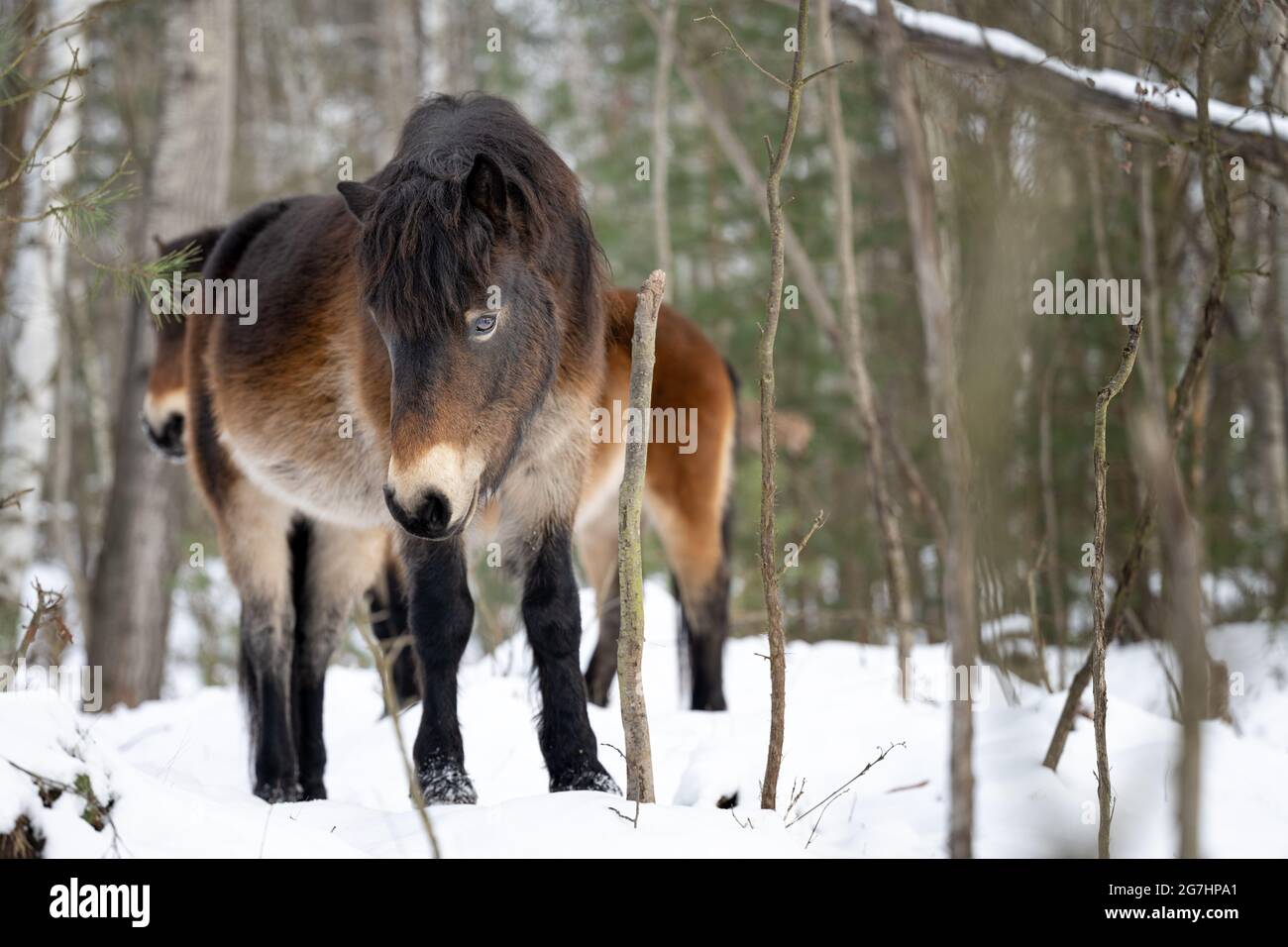 Wild horses graze in a nature reserve in the Czech Republic near the city of Hradec Králové. Stock Photo