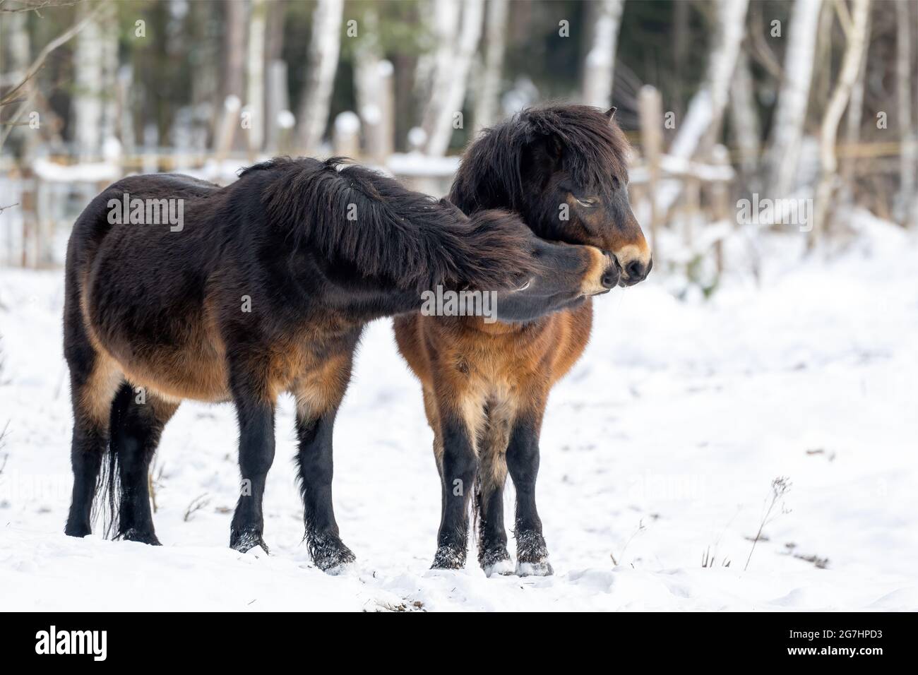 Wild horses graze in a nature reserve in the Czech Republic near the city of Hradec Králové. Stock Photo