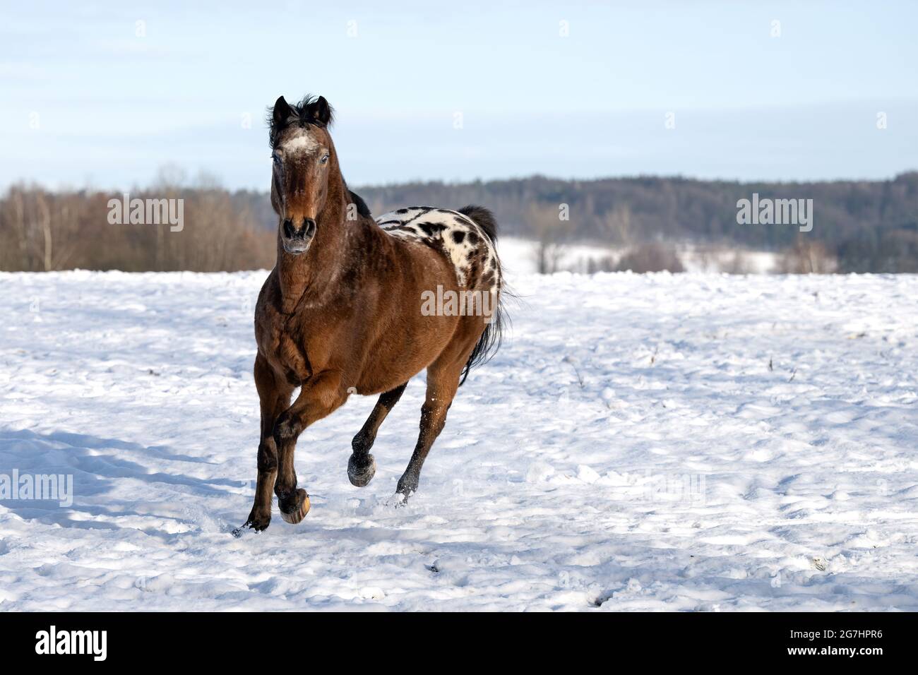 The horse runs merrily across the snowy pasture. Stock Photo