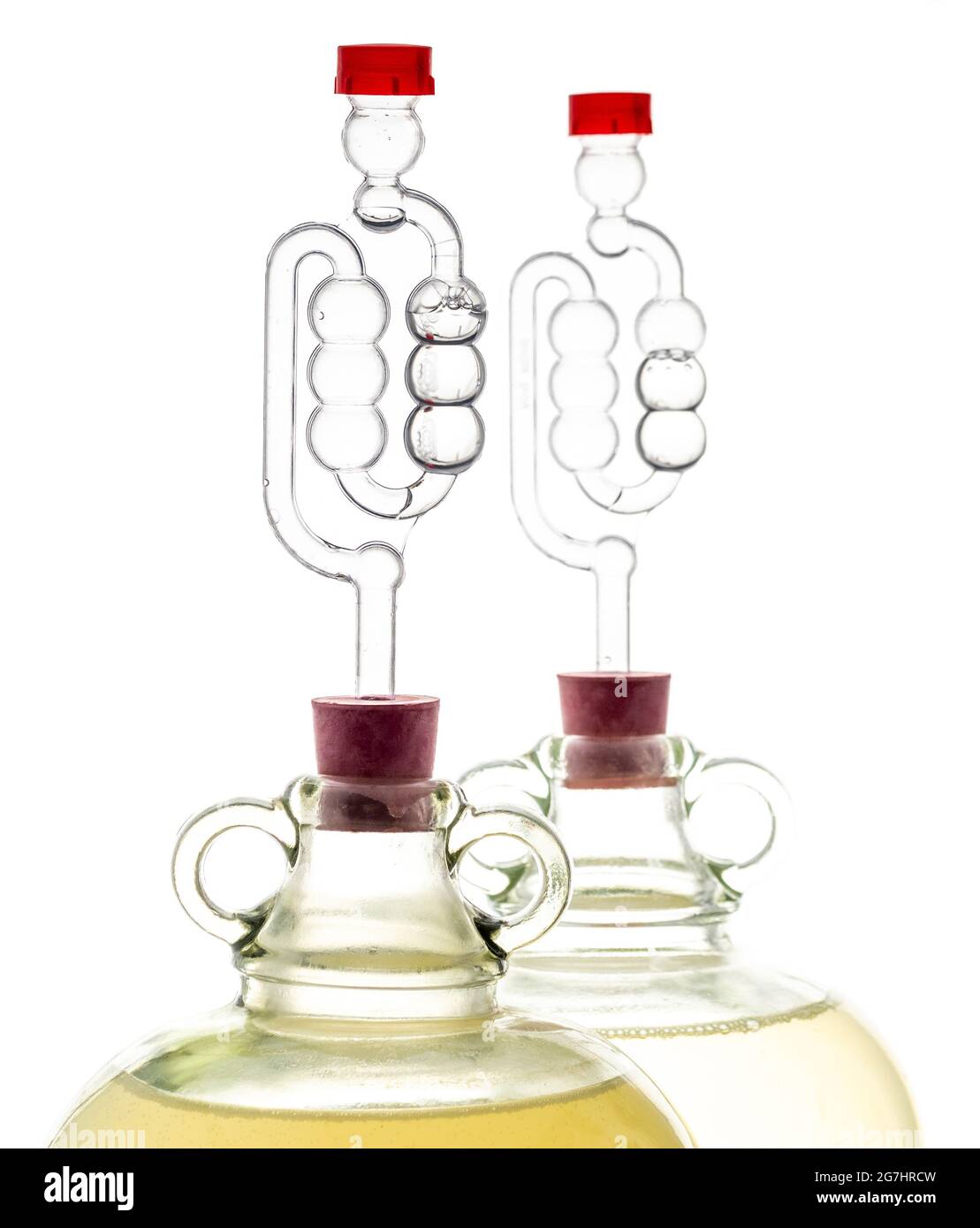 Two demijohns with airlocks fermenting elderflower champagne Stock Photo