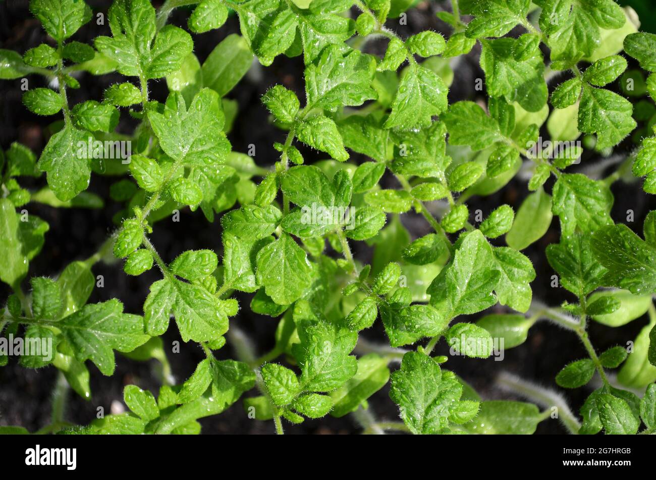 Tomato seedlings with drops of water on the leaves as a green background, top view. Concept of organic agriculture. Stock Photo
