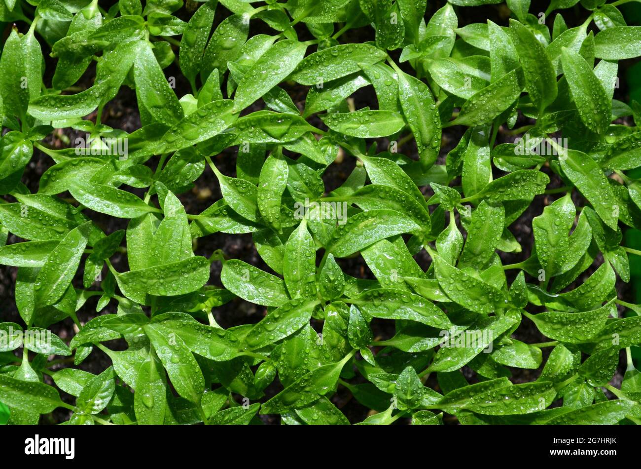 Pepper seedlings with drops of water on the leaves as a green background, top view. Concept of organic agriculture. Stock Photo
