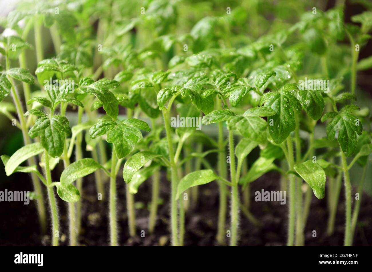 Close-up green tomato seedlings growing in the cultivation tray. Selective focus. Concept of own organic gardening. Stock Photo