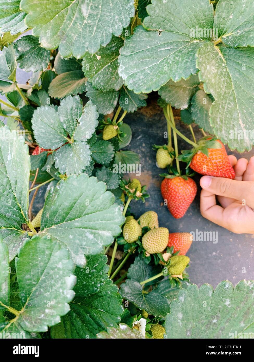 Strawberry Picking in Marble Falls, Texas Stock Photo - Alamy