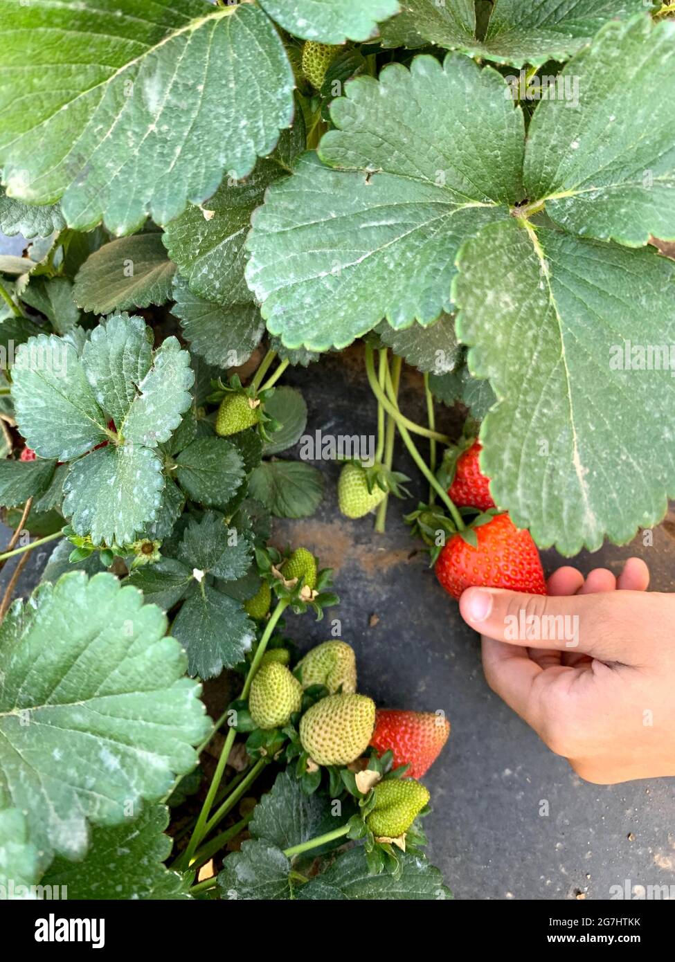 Strawberry Picking in Marble Falls, Texas Stock Photo - Alamy