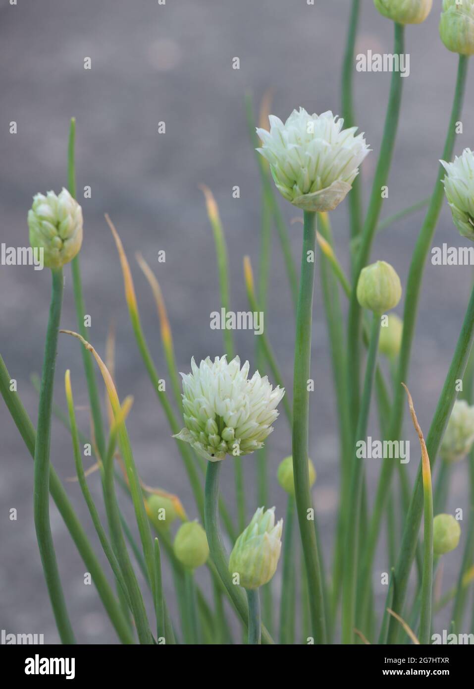 White Chives. White flower blooming herb Allium schoenoprasum Stock