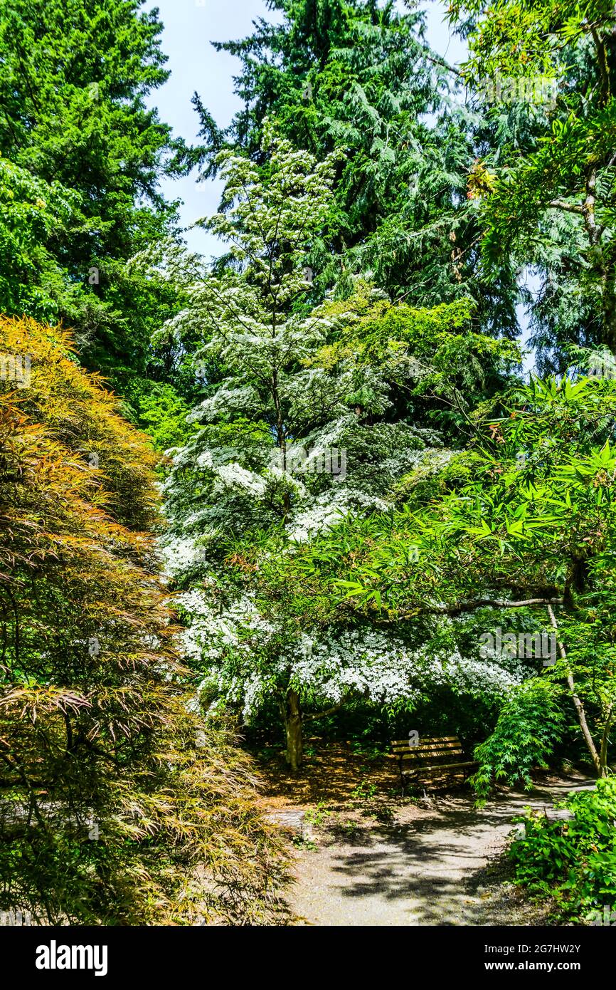Silver Tree Washington Seatle washington hi-res stock photography and images - Alamy
