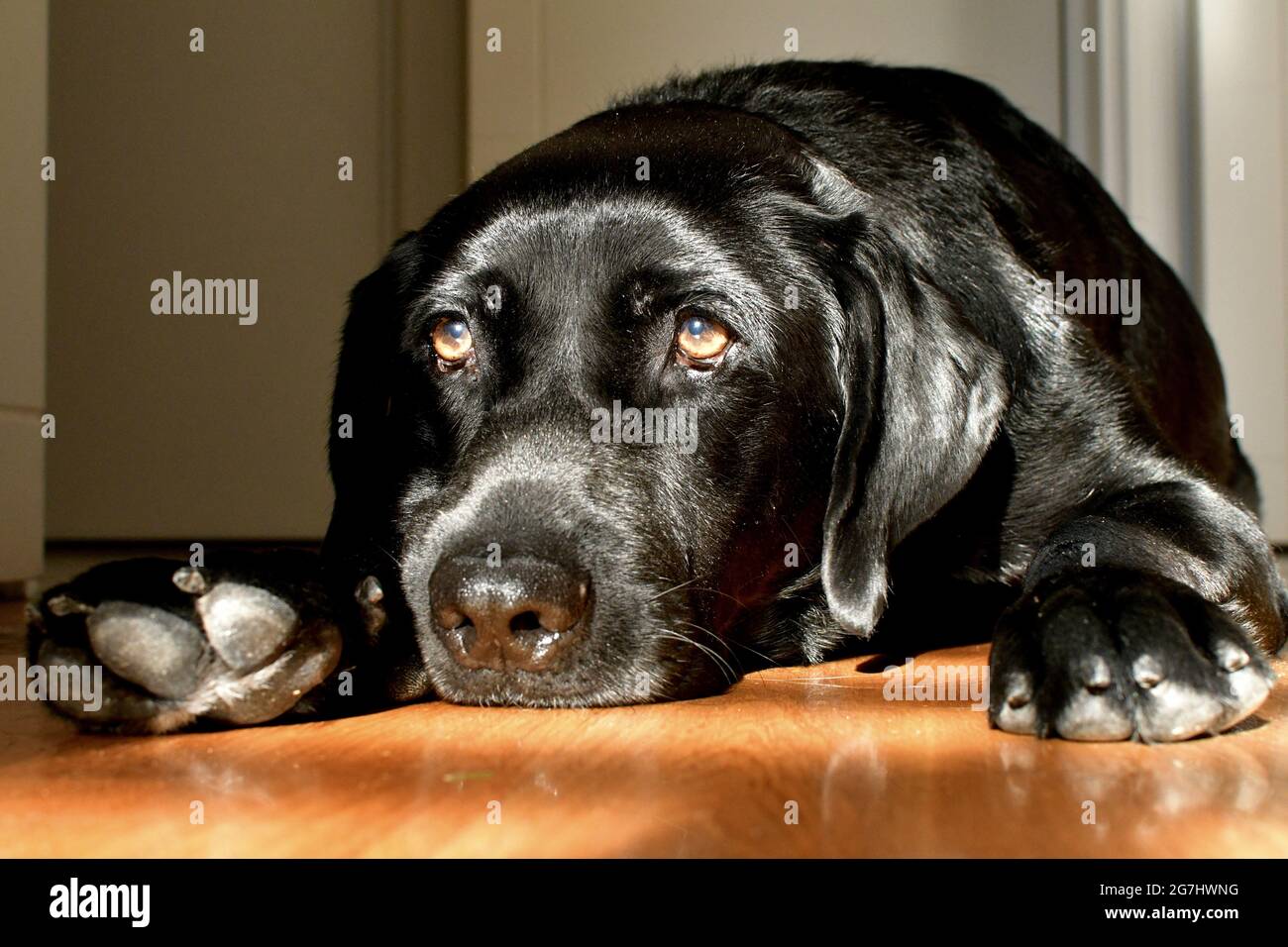 Sleepy black labrador head hi-res stock photography and images - Alamy