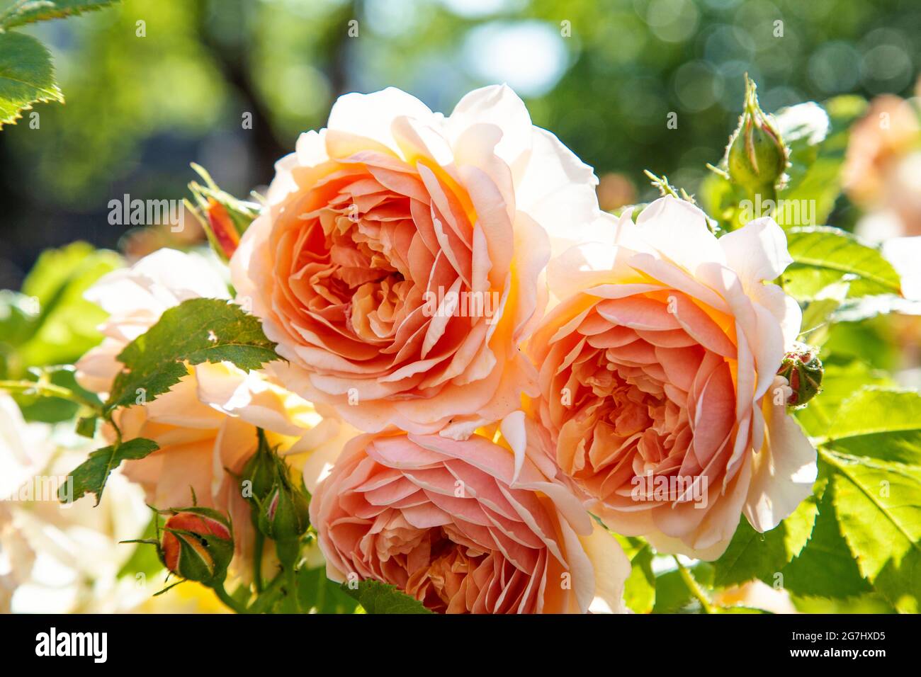 Delicate peach coloured roses in a garden, London, UK Stock Photo