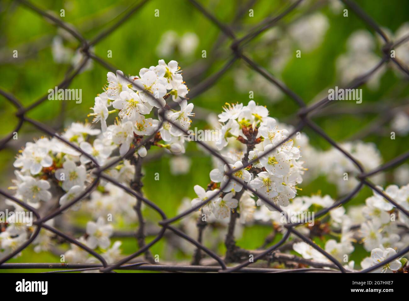 White flowers behind a wire fence. Stock Photo