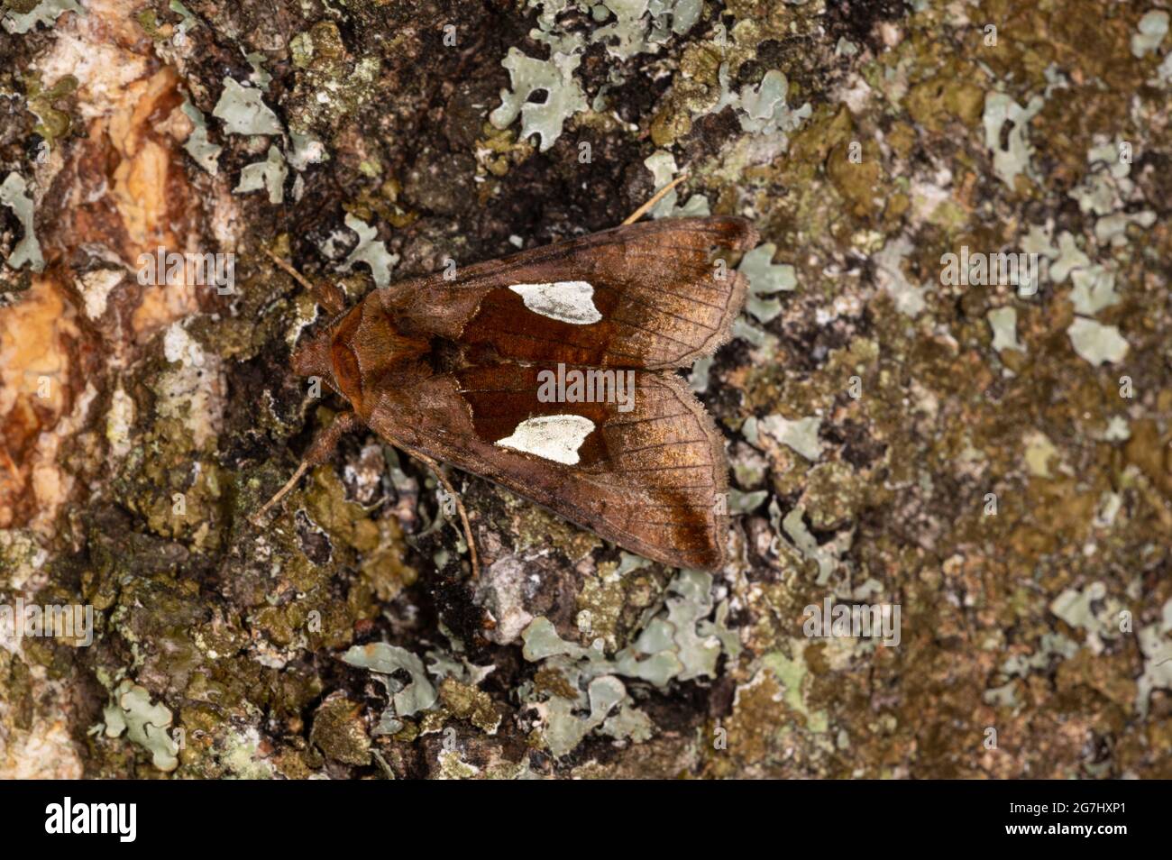 A gold spangle moth (Autographa bractea) photographed in Lanarkshire, Scotland Stock Photo