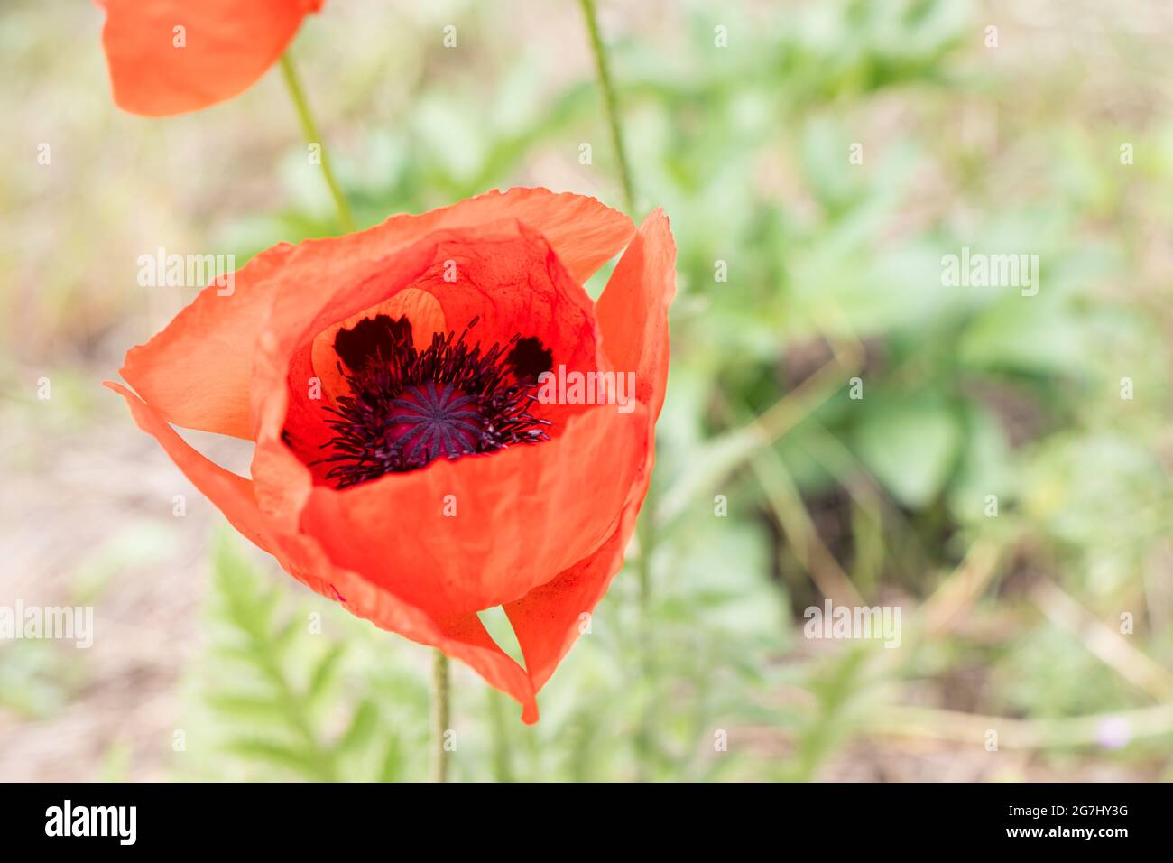 Beautiful red poppy flower with place for text. Wallpaper for screen saver. Stock Photo
