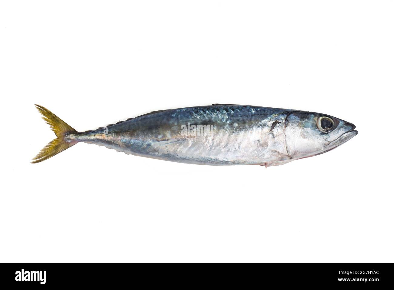 Spanish mackerel hires stock photography and images Alamy