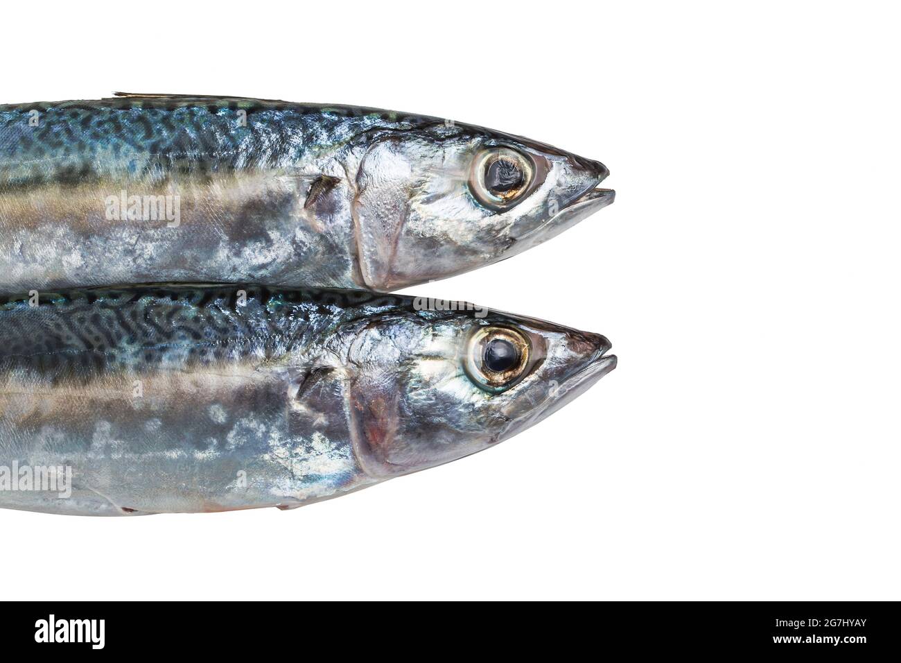 Spanish mackerel hires stock photography and images Alamy