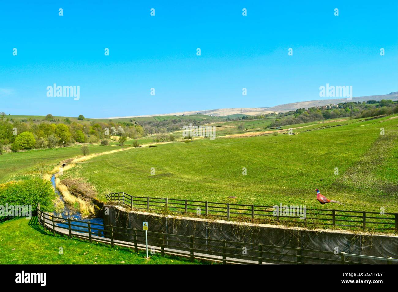 Littleborough countryside in Rochdale Lancashire viewed from Hollingworth lake country park  with a common pheasant Latin name Phasianus colchicus in Stock Photo