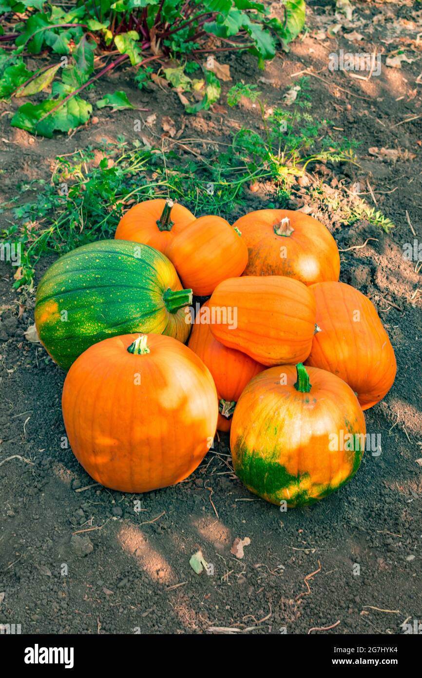 Fresh green pumpkins hi-res stock photography and images - Alamy