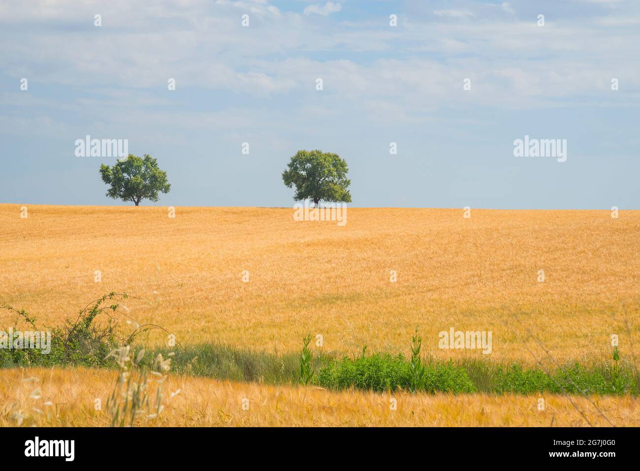 Wheat field and two holm oak trees. Guadalajara province, Castilla La ...