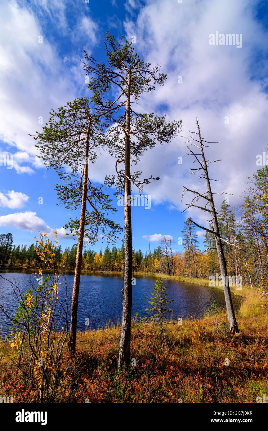 Scots Pine trees in a primeval forest with Boargaljavrre Lake in Muddus National Park, Sweden Stock Photo