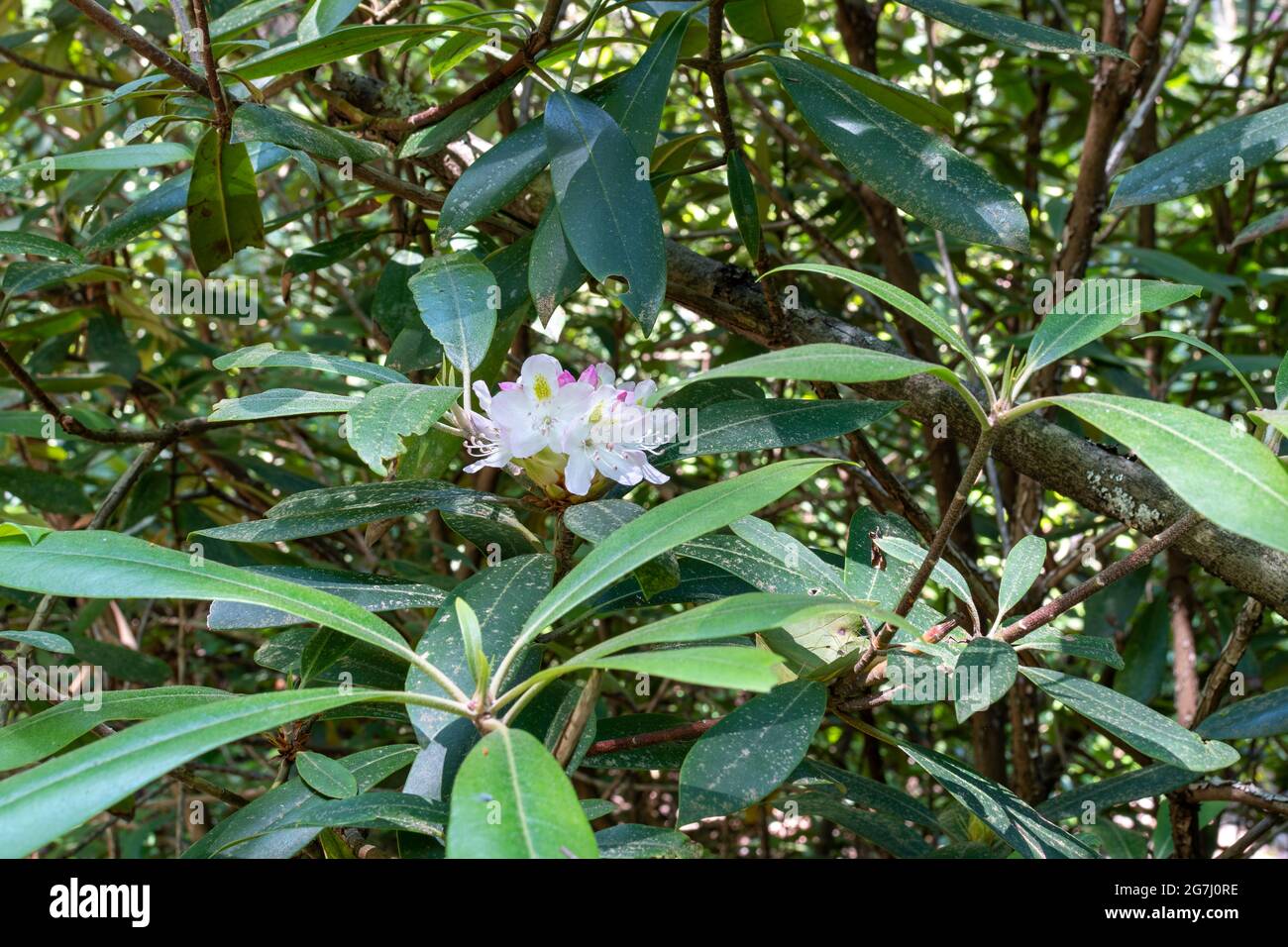 Rhododendron flowers blooming in an old growth forest Stock Photo