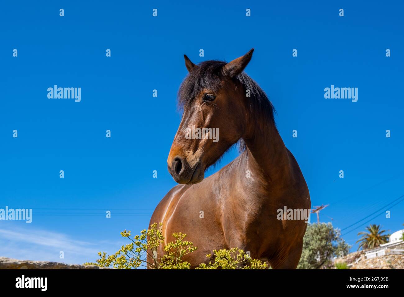 Brown horse, head with black hair profile, closeup view. Clear blue sky background, summer sunny day Stock Photo