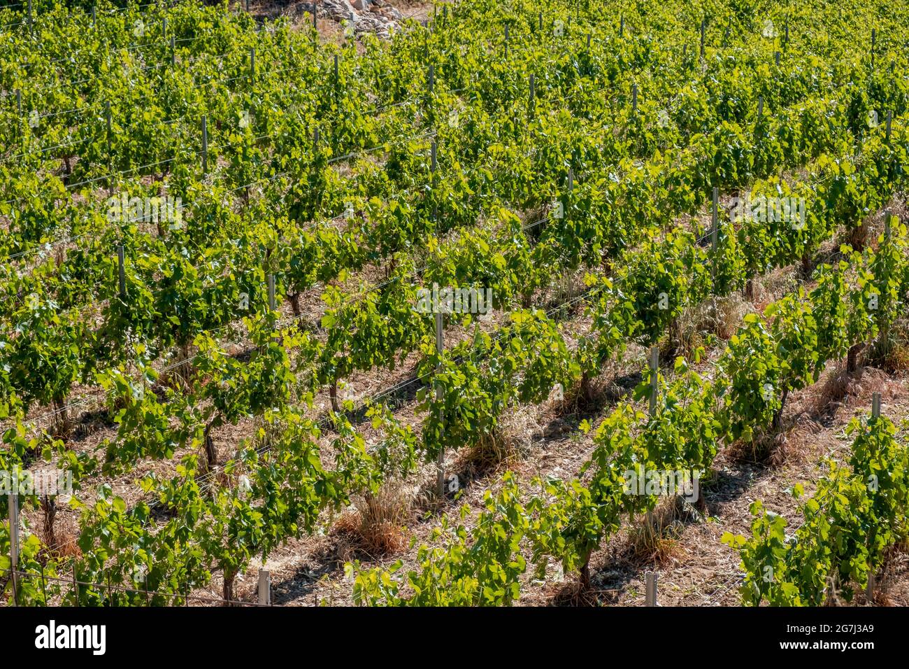 Vineyard grapevines background. Greek island wine making concept. Grape vines in rows, fresh plants on metal wire structure. Sunny summer day in Sifno Stock Photo