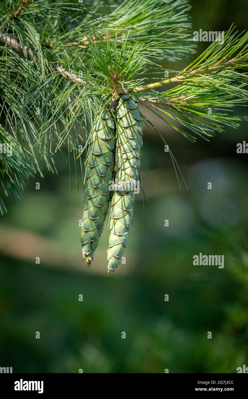 Two green pine cones hanging on a tree Stock Photo - Alamy