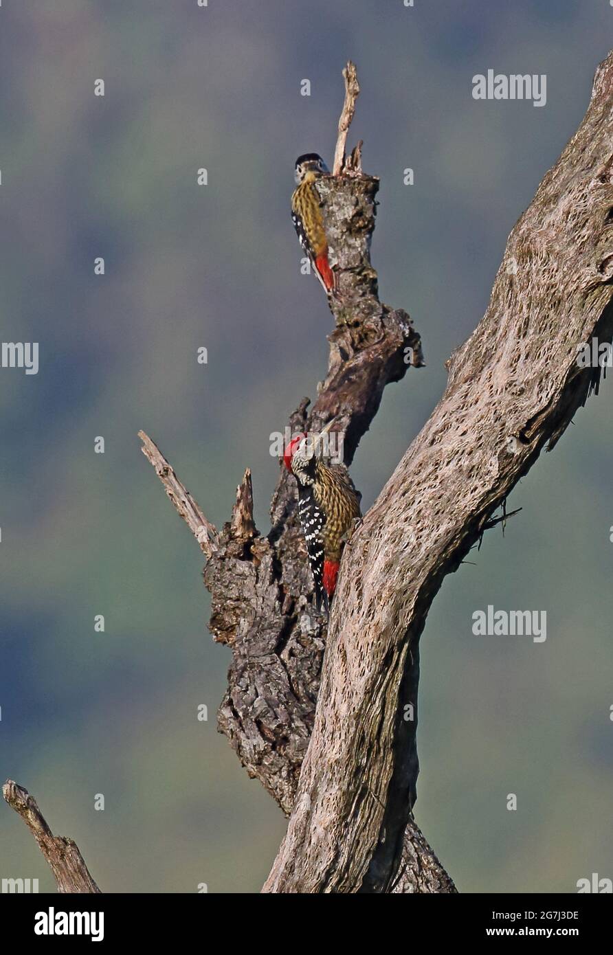 Stripe-breasted Woodpecker (Dendrocopos atratus) adult pair on dead tree Doi Ang Khang, Thailand     November Stock Photo