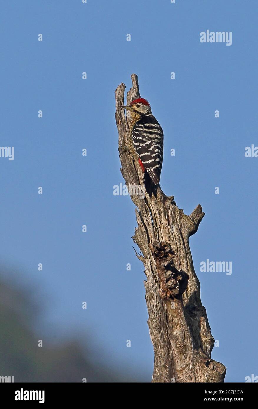 Stripe-breasted Woodpecker (Dendrocopos atratus) adult male on dead tree Doi Ang Khang, Thailand     November Stock Photo